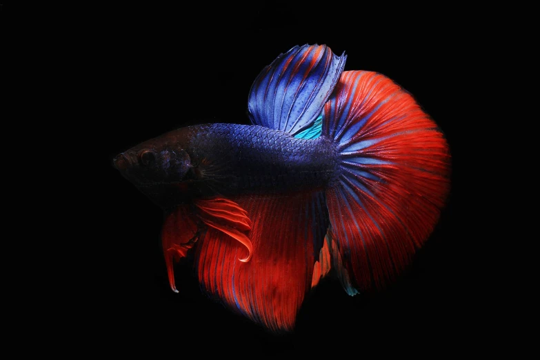 a close up of a fish on a black background, by Andrei Kolkoutine, flickr, red and blue color theme, tail, grain”