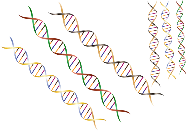 a group of multicolored dna strands against a black background, a digital rendering, no gradients, raytraced 3d set design, bows, selective breeding