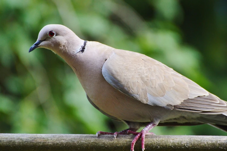 a close up of a bird on a branch, a portrait, by Jan Rustem, pixabay, renaissance, dove in an ear canal, full body shot close up, shaven face, on a pedestal