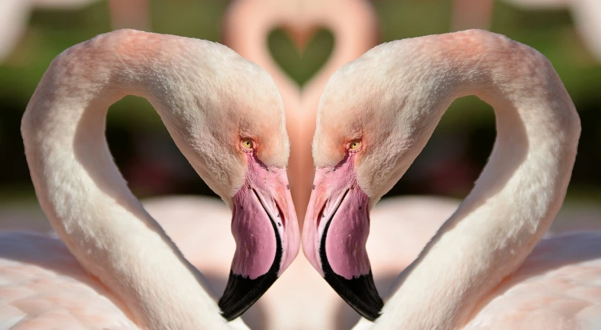 two flamingos making a heart shape with their necks, a photo, by Jan Rustem, symmetrical hands, digital collage, face focus!, mirroring