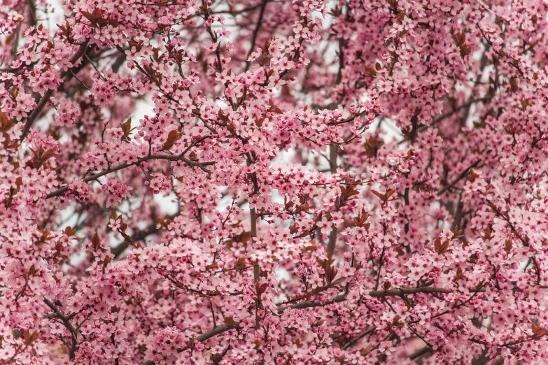 a close up of a tree with pink flowers, by Jacob Kainen, pexels, aestheticism, complex pattern, cherry explosion, 1 6 x 1 6, 1128x191 resolution