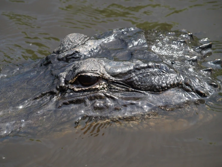 a large alligator floating in a body of water, a portrait, closeup of the face, tar pit, detailed zoom photo, pov photo