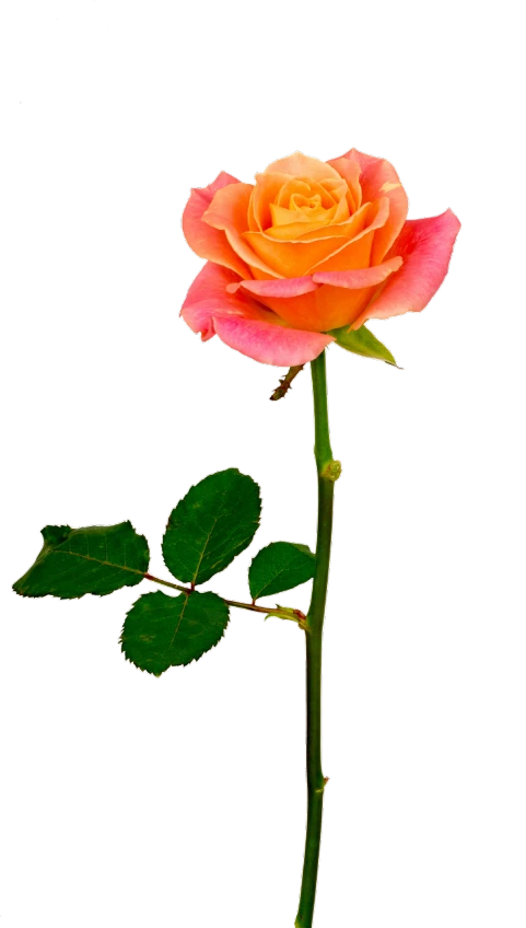 a single orange rose with green leaves on a black background, a digital rendering, by Tadashi Nakayama, pink and orange colors, restored color, various posed, posterized color