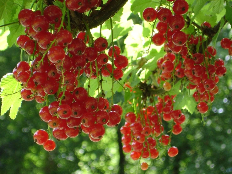 a bunch of red berries hanging from a tree, by Karl Völker, flickr, hurufiyya, shiny skin”, fragonard, vines hanging from trees, avatar image