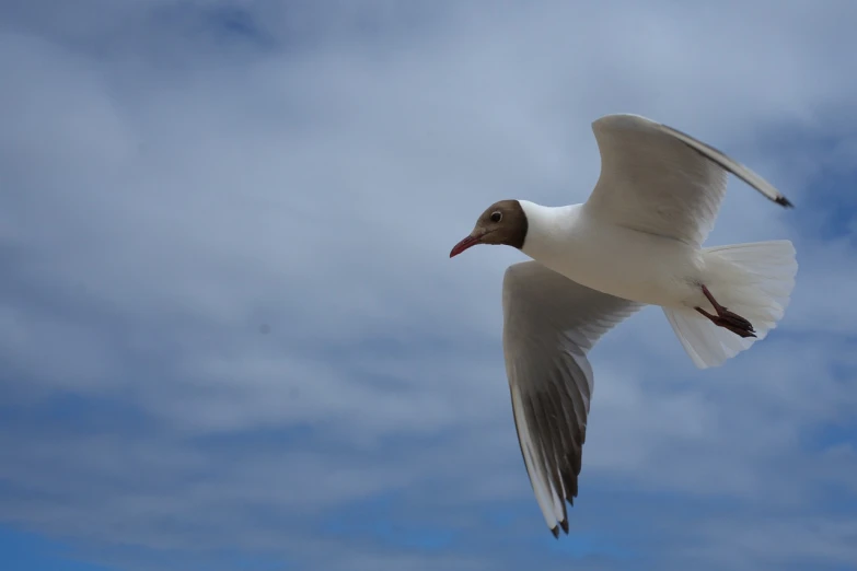 a bird that is flying in the sky, a picture, pexels, arabesque, australia, a bald, mid shot photo, backpfeifengesicht