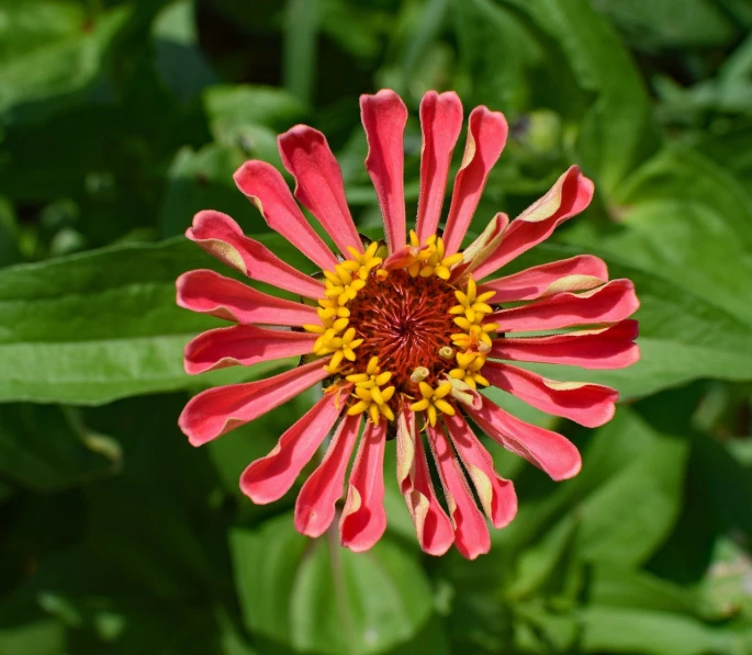 a pink flower with a yellow center surrounded by green leaves, red and orange colored, gigantic tight pink ringlets, highly ornamental, the platonic ideal of flowers