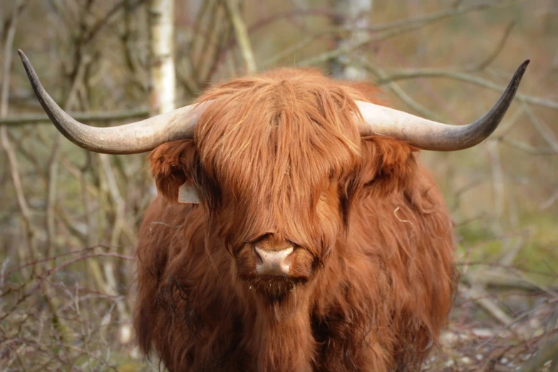 a brown cow with long horns standing in the woods, a portrait, by John Murdoch, pexels, baroque, fluffly!!!, scottish style, brimstone, reddish