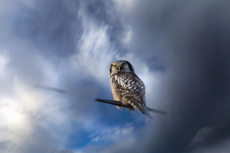 a brown and white owl sitting on top of a tree branch, by Ibrahim Kodra, shutterstock contest winner, photorealism, against a stormy sky, long exposure photography, among heavenly sunlit clouds, overcast bokeh - c 5