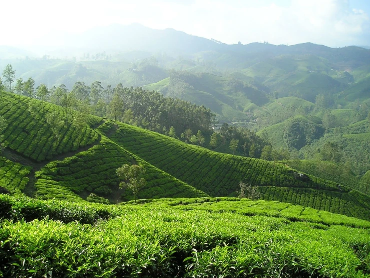 a group of people standing on top of a lush green hillside, a picture, shutterstock, sumatraism, assam tea garden setting, malayalis attacking, wikimedia, celtic