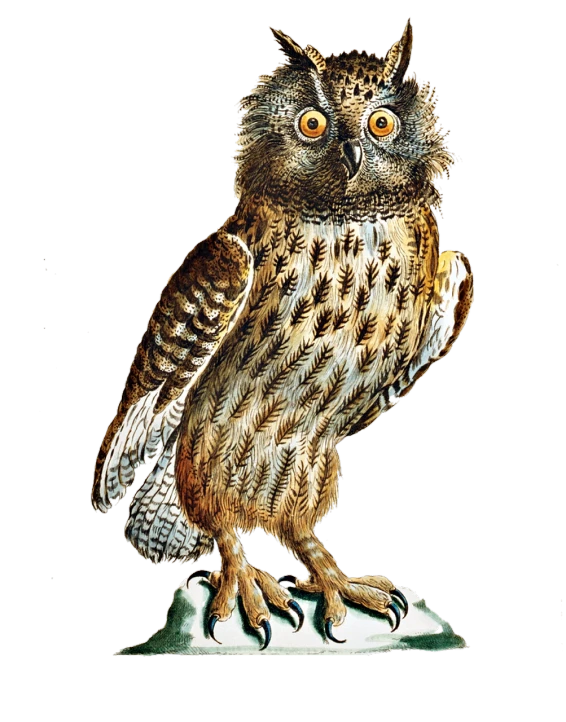 an owl sitting on top of a rock, an illustration of, inspired by Ravi Zupa, shutterstock, engraving from 1700s, on black background, louis william wain watercolor, wallpaper - 1 0 2 4