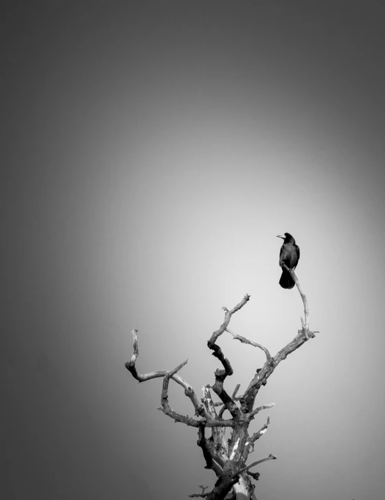 a black and white photo of a bird perched on a dead tree, by Matthias Weischer, unsplash, minimalism, horned, crow, sittin, no words 4 k