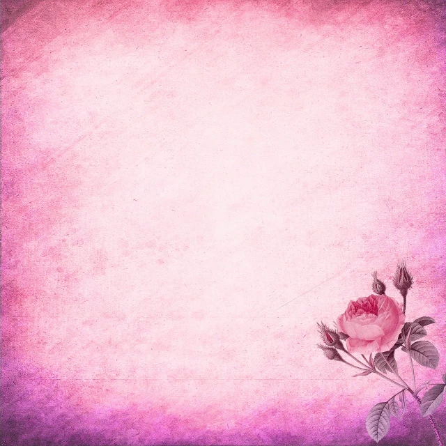 a close up of a flower on a pink background, baroque, aged paper, traditional chinese textures, rose background, background is purple