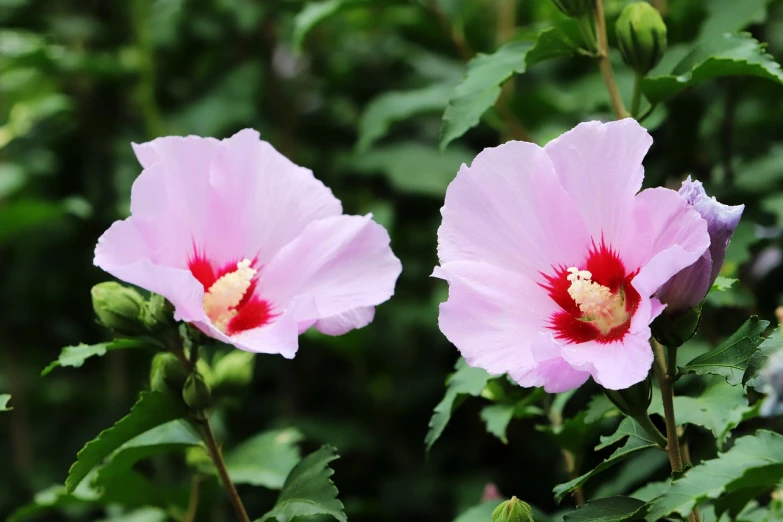 a close up of two pink flowers with green leaves, hibiscus flowers, 7 0 mm photo, cotton candy bushes, no gradients