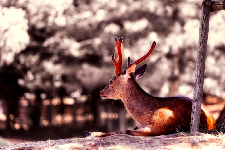 a deer that is laying down in the grass, a picture, shin hanga, saturated colorized, red selective coloring, side profile shot, 1080p