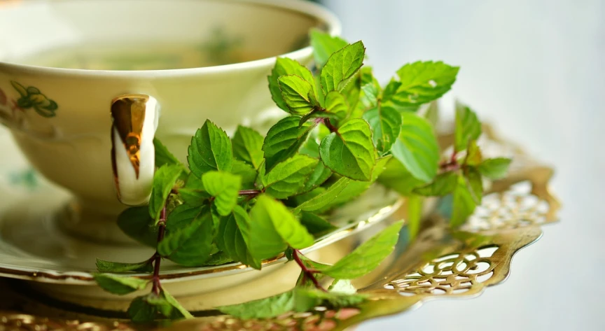 a close up of a cup and saucer on a plate, by Anna Haifisch, pixabay, hurufiyya, peppermint motif, herbs hanging, istockphoto, natural skin