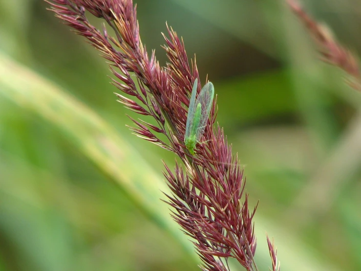 a close up of a grasshopper on a plant, by Robert Brackman, hurufiyya, phragmites, young male, scarlet emerald, close photo