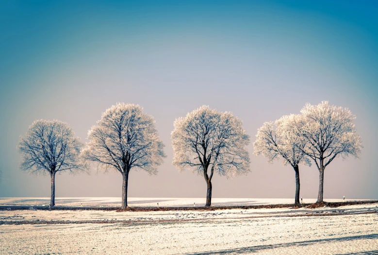 a group of trees that are standing in the snow, a photo, by Matthias Weischer, shutterstock, romanticism, in a row, ice crystals, netherlands, long shot wide shot full shot