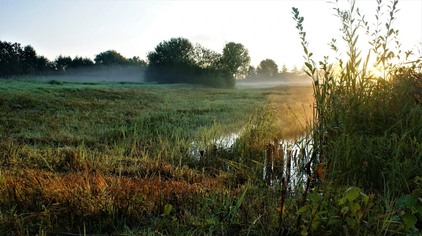 a river running through a lush green field, by Juergen von Huendeberg, flickr, romanticism, foggy at dawn, overgrown swamp, sunny meadow, ((mist))