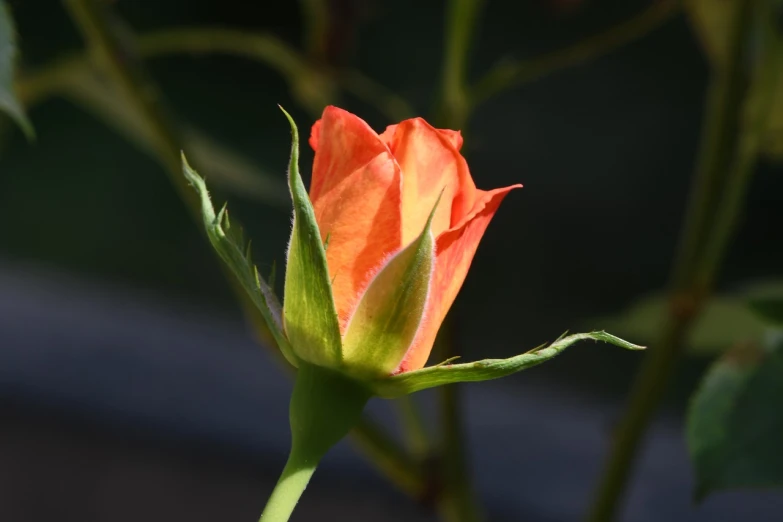 a close up of a flower bud on a plant, a picture, romanticism, orange and green power, crown of roses, flash photo