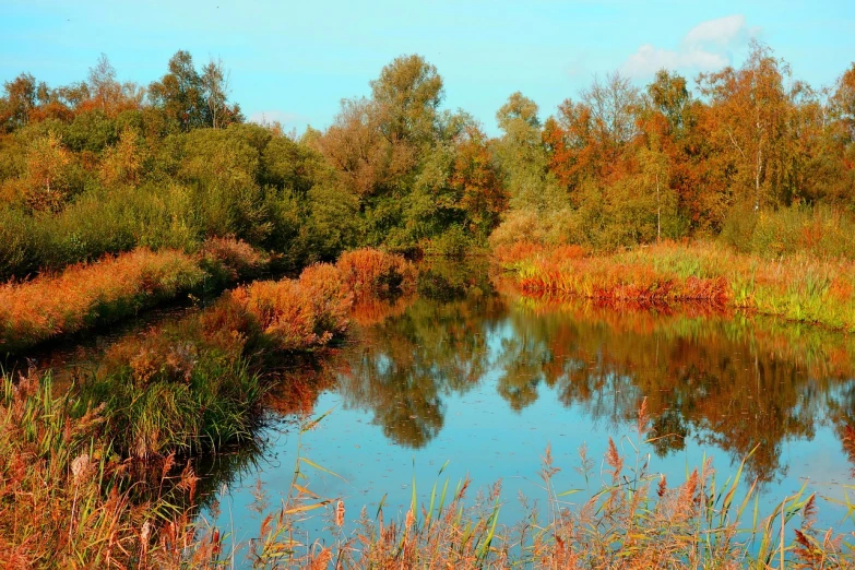 a body of water surrounded by tall grass and trees, inspired by Ethel Schwabacher, pixabay, hurufiyya, autumnal colours, azure and red tones, dutch landscape, istock