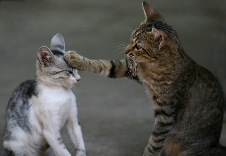 a couple of cats standing next to each other, a picture, by Nándor Katona, flickr, hand to hand combat with machete, greeting hand on head, reuters, facing off in a duel