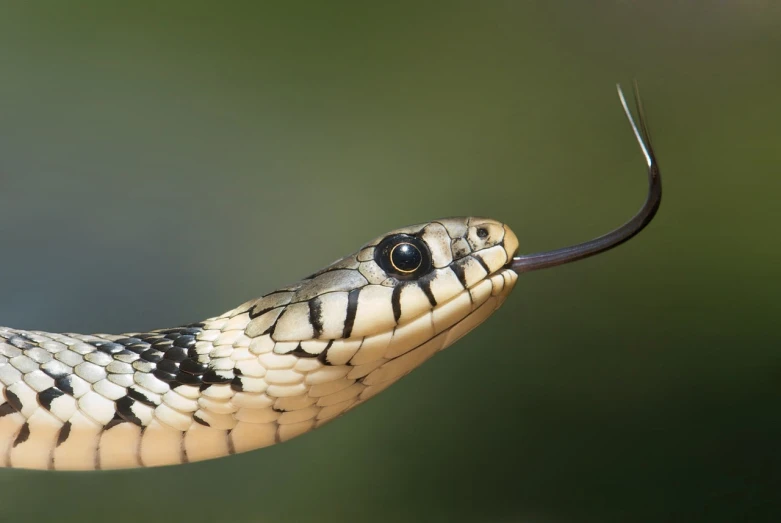 a close up of a snake with its mouth open, a macro photograph, by Robert Brackman, shutterstock, cobra, long trunk holding a wand, wallpaper - 1 0 2 4, long thick shiny black beak, whip