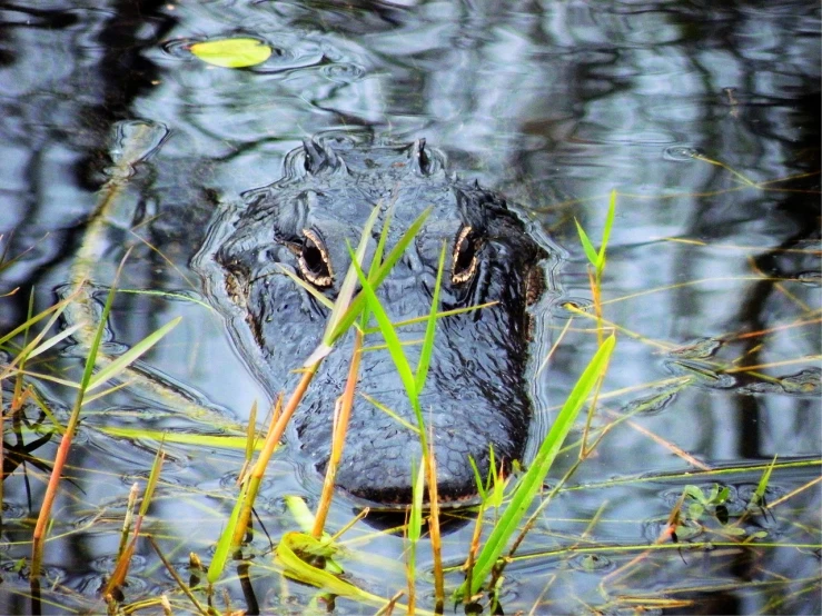 a close up of an alligator in a body of water, a portrait, by Tom Carapic, fine art, hiding in grass, beautiful face!!!!, high contrast!, menacing!!!