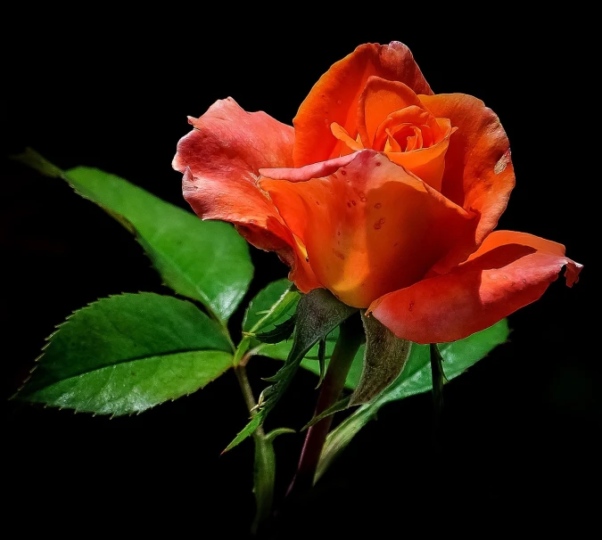 a close up of a flower on a stem, by Arnie Swekel, romanticism, standing with a black background, roses background, orange color, various posed