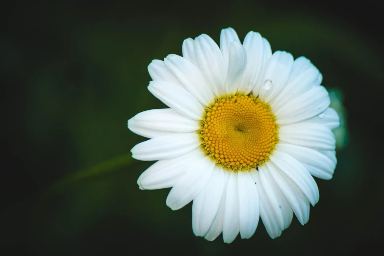 a single white flower with a yellow center, by Hans Schwarz, pexels, focus on droplets, head made of giant daisies, paul barson, very accurate photo