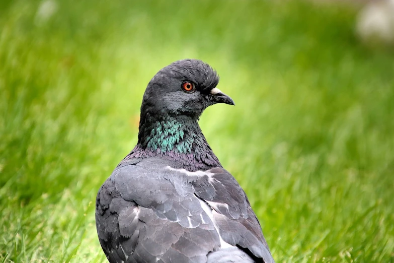 a pigeon that is standing in the grass, a portrait, by Jan Rustem, shutterstock, high details!, stock photo