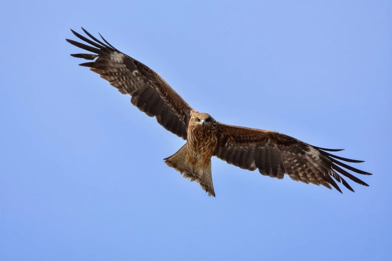 a large bird flying through a blue sky, a portrait, by Istvan Banyai, shutterstock, hurufiyya, hawk wings, tengri, very wide wide shot, very sharp and detailed image