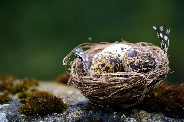 a nest filled with three eggs sitting on top of a moss covered rock, by Jesper Knudsen, pixabay, ophanim has bird wings, cracked, embedded with gemstones, high-contrast