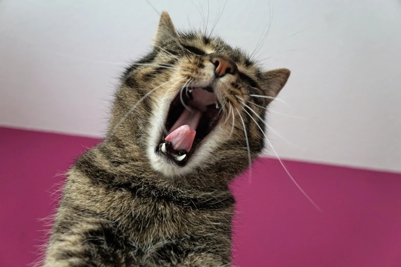 a close up of a cat with its mouth open, pixabay, happening, screaming in pain, wikipedia, vocalist, tail raised
