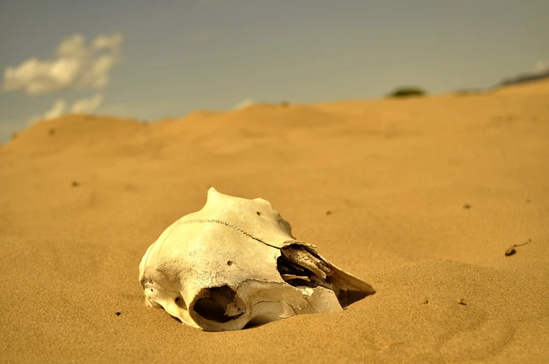 a bird sitting on top of a skull in the sand, a photo, shutterstock, african steppe, very sharp photo, lost photo, cow skull