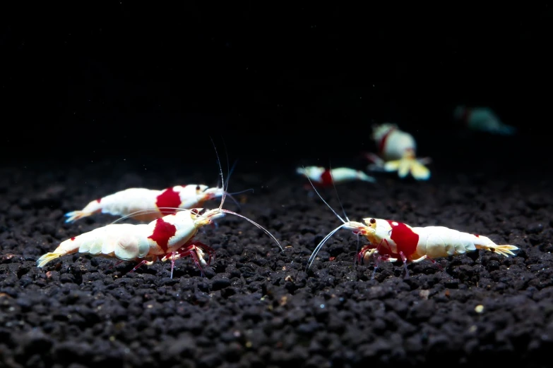 a group of shrimp that are standing in the dirt, a macro photograph, shutterstock, mingei, aisles of aquariums, white and red color scheme, miniature product photo