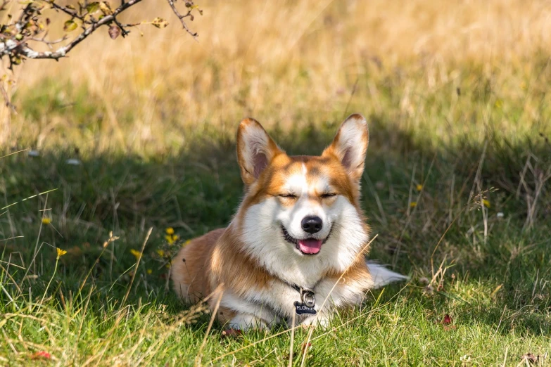 a dog that is laying down in the grass, a portrait, by Emma Andijewska, shutterstock, corgis in no man's sky, radiant smile. ultra wide shot, springtime morning, siberia!!