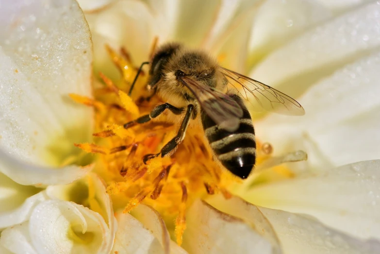 a bee sitting on top of a white flower, a macro photograph, shutterstock, standing on a lotus, very sharp and detailed photo, 2 0 2 2 photo