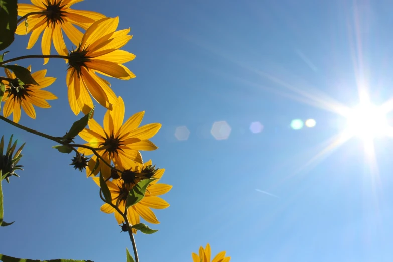 a bunch of yellow flowers with the sun in the background, minimalism, clear blue sky, toxic rays of the sun, vertical wallpaper, two suns are in the sky