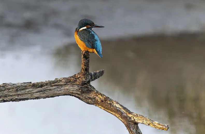 a bird that is sitting on a branch, by Jan Kupecký, teal and orange colours, wildlife photograph, gazing at the water, male and female