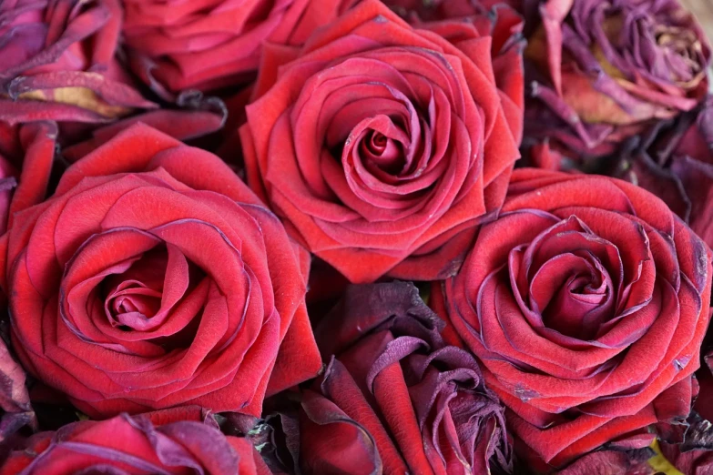 a close up of a bunch of red roses, romanticism, rich decaying colors!, magenta, closeup - view, 3 4 5 3 1