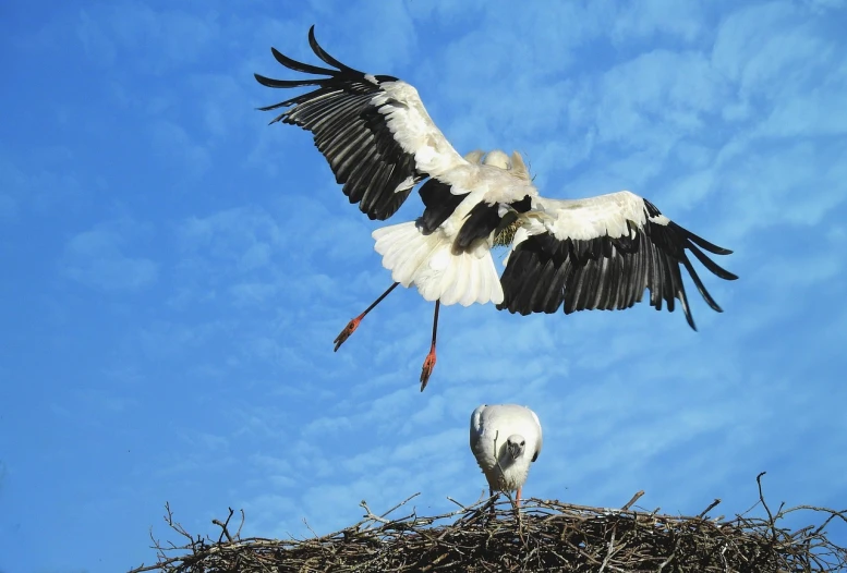 a couple of birds standing on top of a nest, by Werner Gutzeit, pixabay, leaping into the air, crane, photograph credit: ap, pregnancy