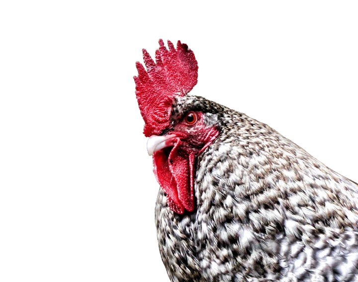 a black and white chicken with a red comb, a photo, by Jan Rustem, full head shot, with a black background, gray mottled skin, istockphoto