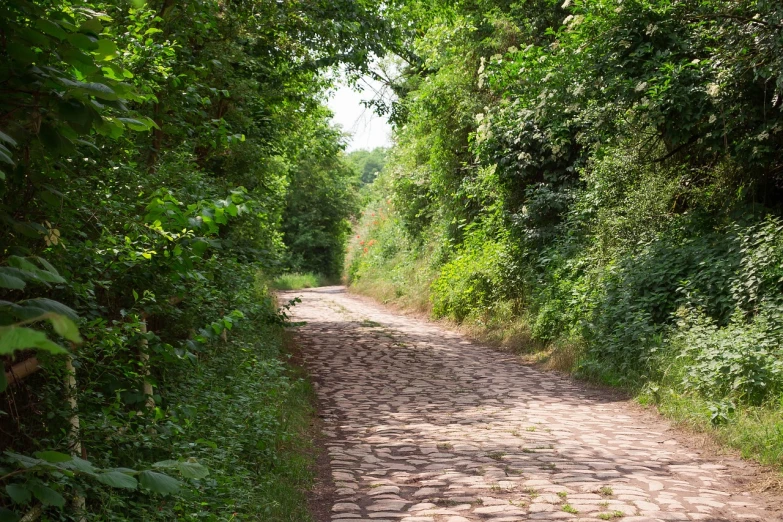 a red fire hydrant sitting on the side of a road, a photo, by Jacob Esselens, folk art, a beautiful pathway in a forest, utrecht, natural stone road, of a old 13th century