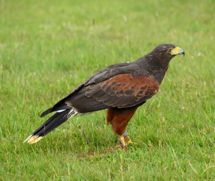 a brown and black bird standing on top of a lush green field, hurufiyya, hawk wings, long thick shiny gold beak, on ground, amber