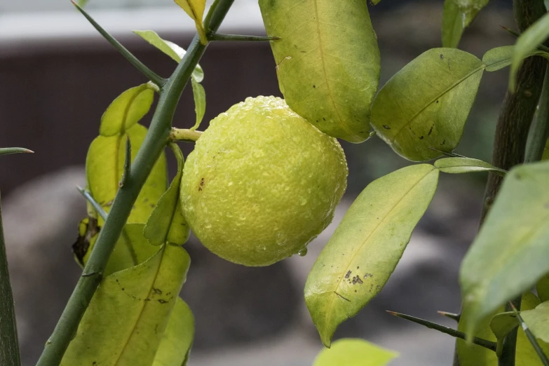 a close up of a lemon on a tree, by Robert Brackman, lime green, sukkot, closeup photo, bumps