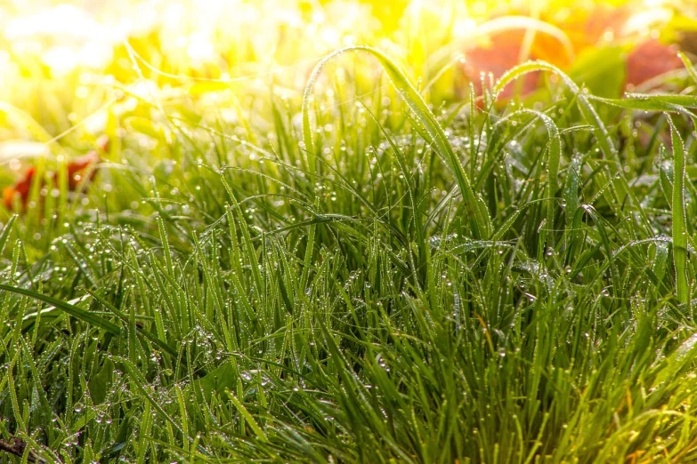 a fire hydrant sitting in the middle of a lush green field, a picture, by Thomas Häfner, macro shot lens flare, grass texture, the brilliant dawn on the meadow, dewdrops