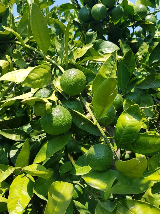 a close up of a bunch of limes on a tree, high quality product image”, lush and green, 4l, with fruit trees