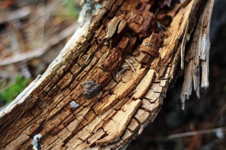 a close up of a piece of wood in the woods, a macro photograph, inspired by Patrick Dougherty, unsplash, bones that were very dry, snake skin, dead trees, vertical composition