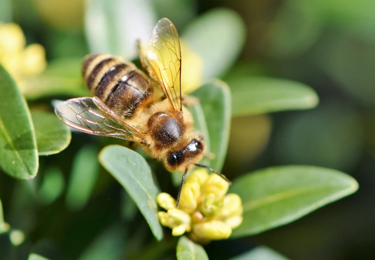 a close up of a bee on a plant, a macro photograph, shutterstock, hurufiyya, manuka, mid 2 0's female, stock photo