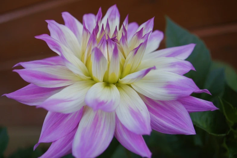 a close up of a purple and white flower, a picture, flickr, arabesque, dahlias, pink yellow flowers, beautiful lines, light pink tonalities